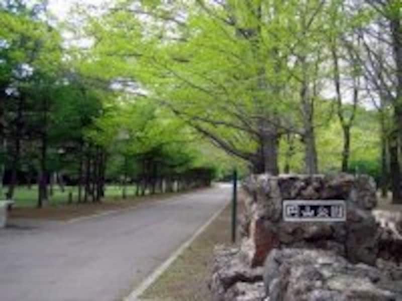 円山公園。