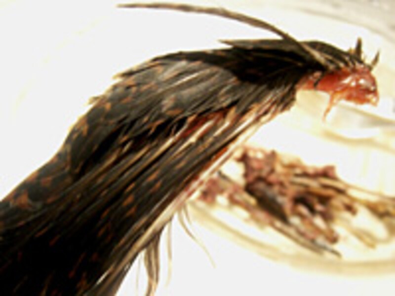 ベカスとペリゴール種・フレッシュ黒トリュフ・フォアグラのパイ包み焼き