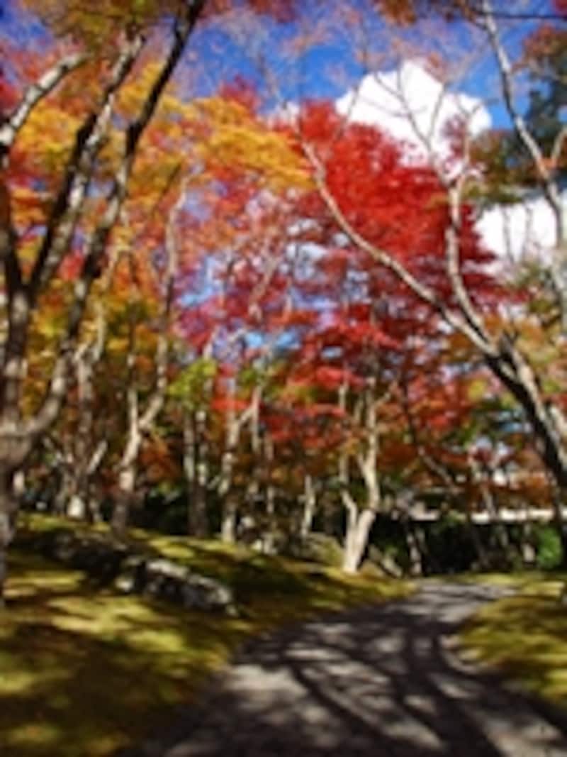秋は紅葉の美しさで知られる庭園