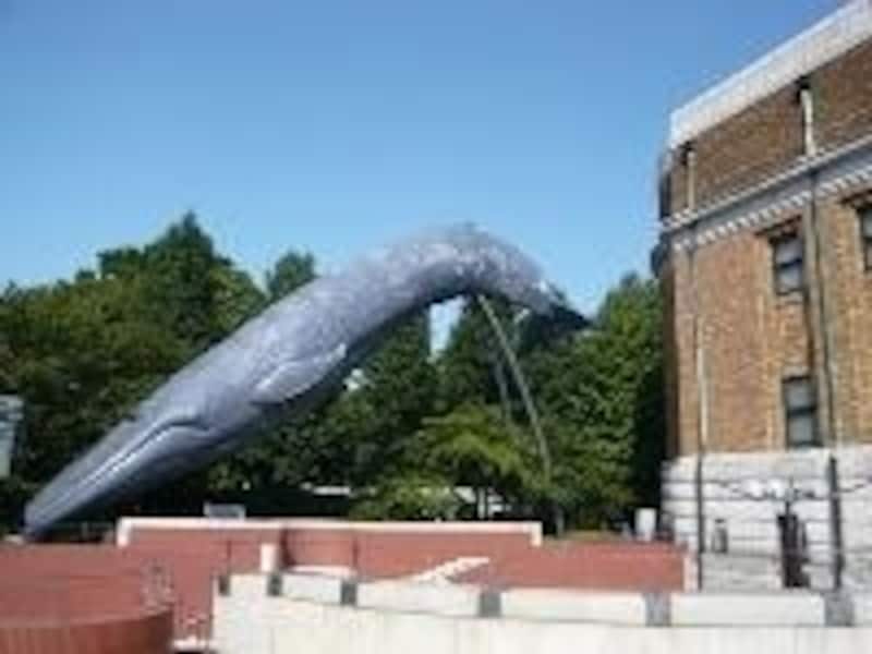 国立科学博物館の入り口にはシロナガスクジラの巨大模型が