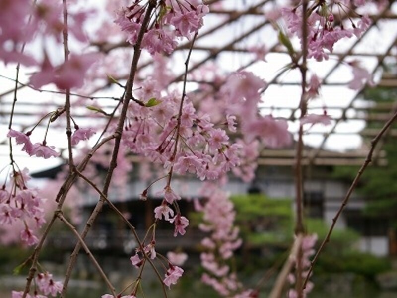 平安神宮の桜