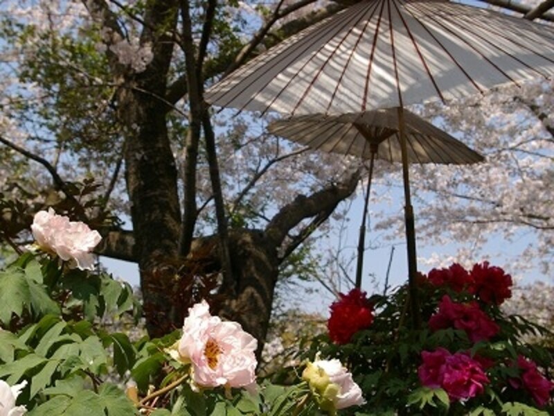 鎌倉、鶴岡八幡宮の桜とぼたん