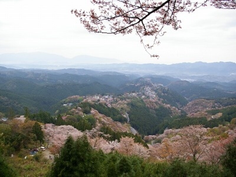下から順に咲いていく吉野山の桜