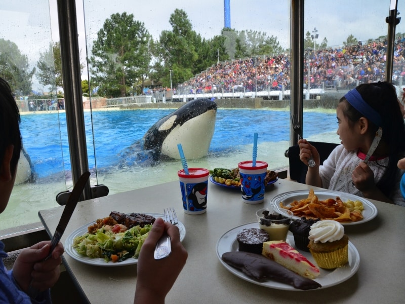 食事の最中に挨拶に来てくれるシャチ！
