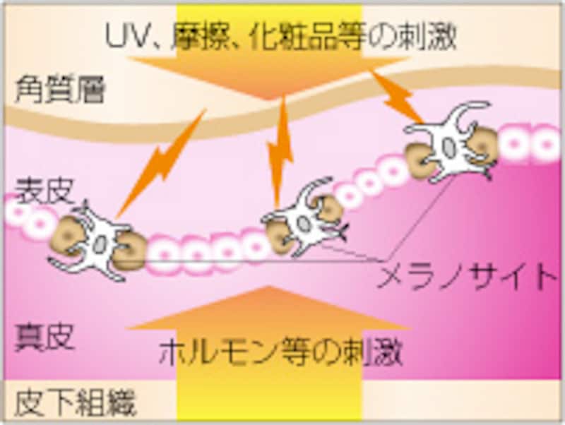 メラノサイトが刺激を受ける