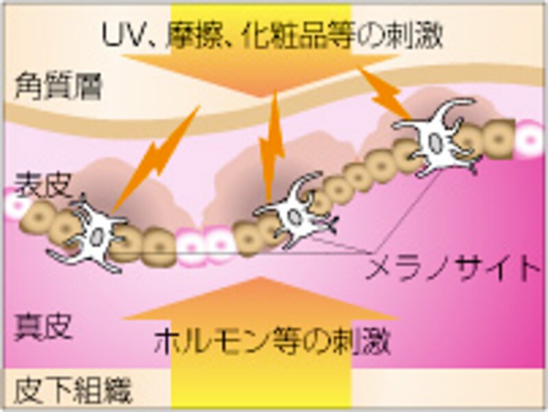 メラニンが出てくる
