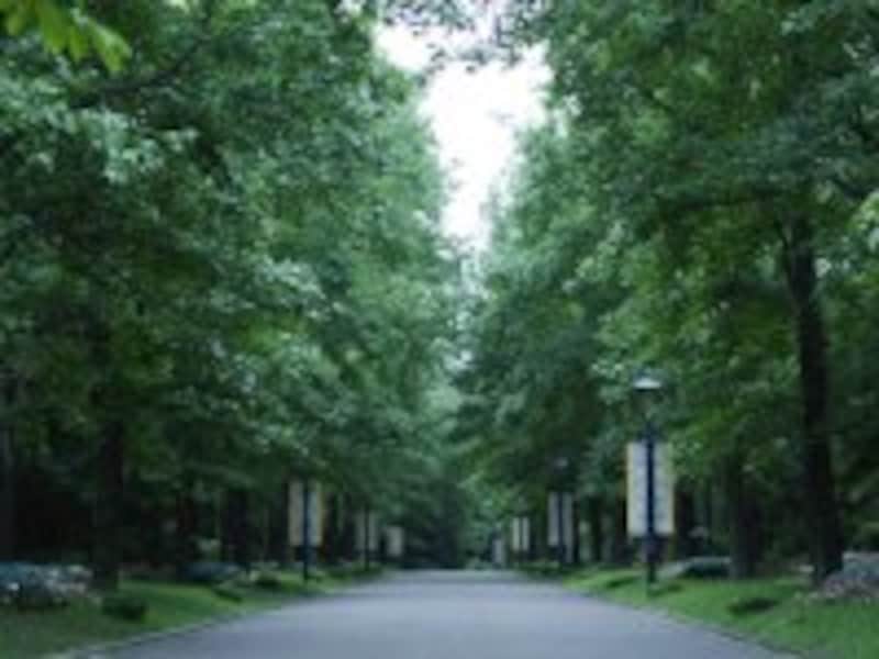 清々しい散歩道