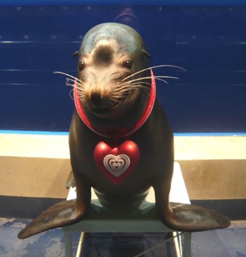 エプソン 品川アクアスタジアム