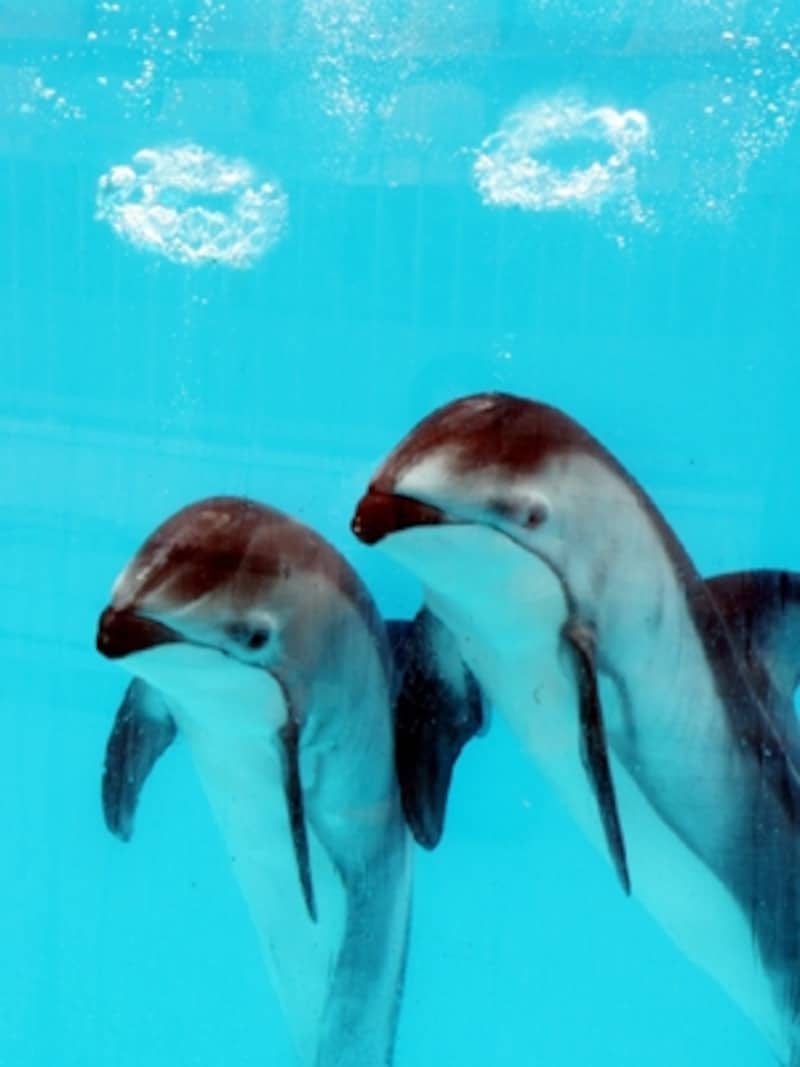 伊豆・三津シーパラダイス