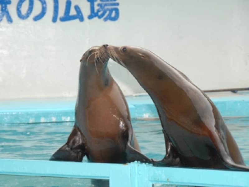 伊豆・三津シーパラダイス