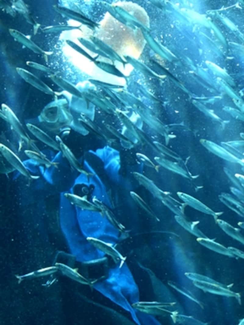 下田海中水族館