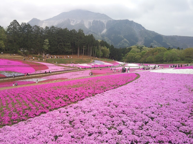 羊山公園の芝桜（1）