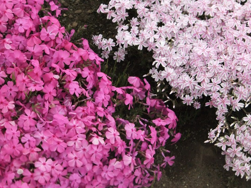 羊山公園の芝桜（3）