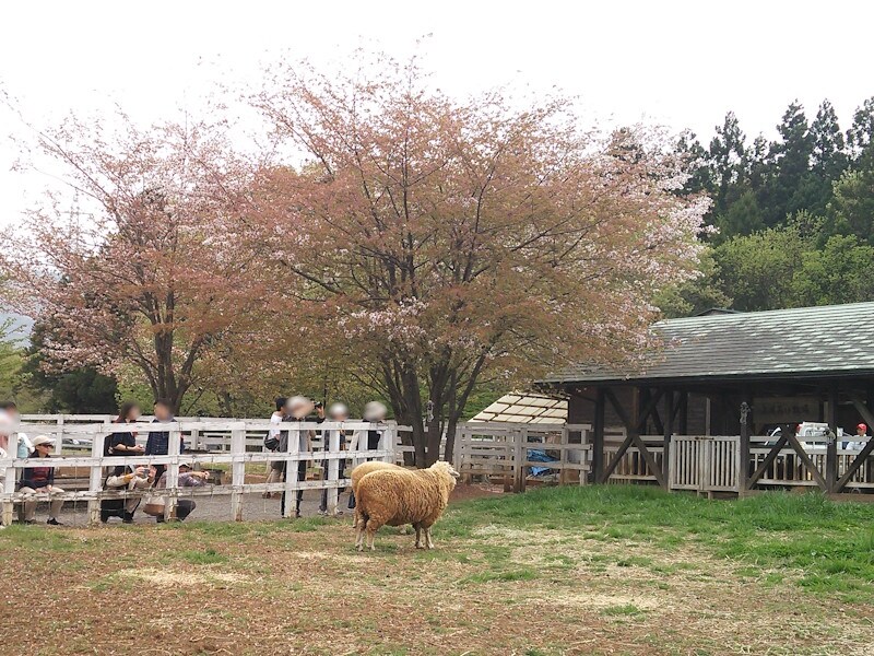 ふれあい牧場で飼育されている羊