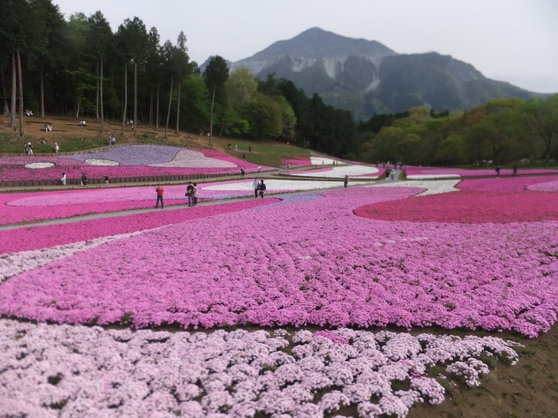 羊山公園の芝桜（4）