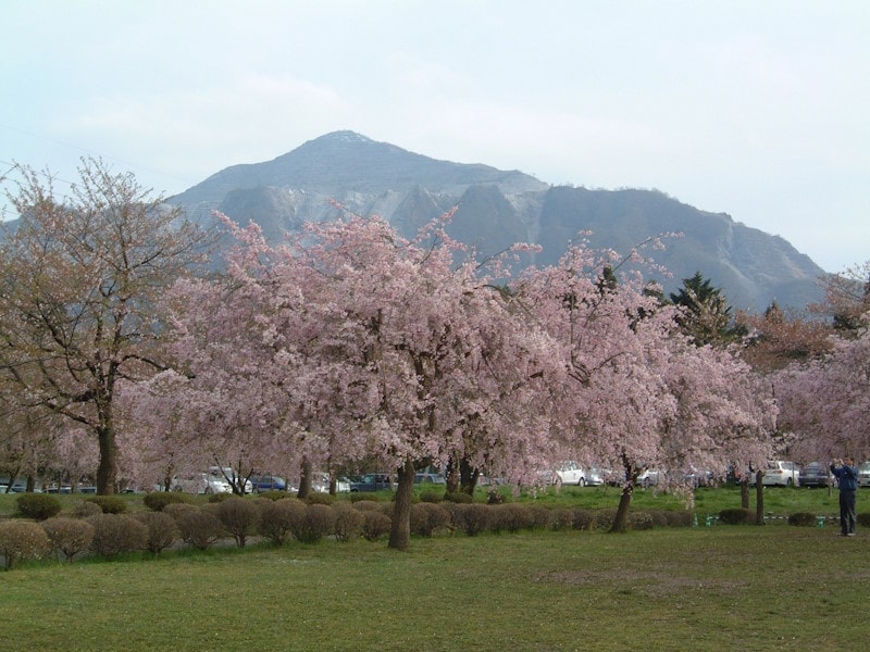 羊山公園のしだれ桜（1）