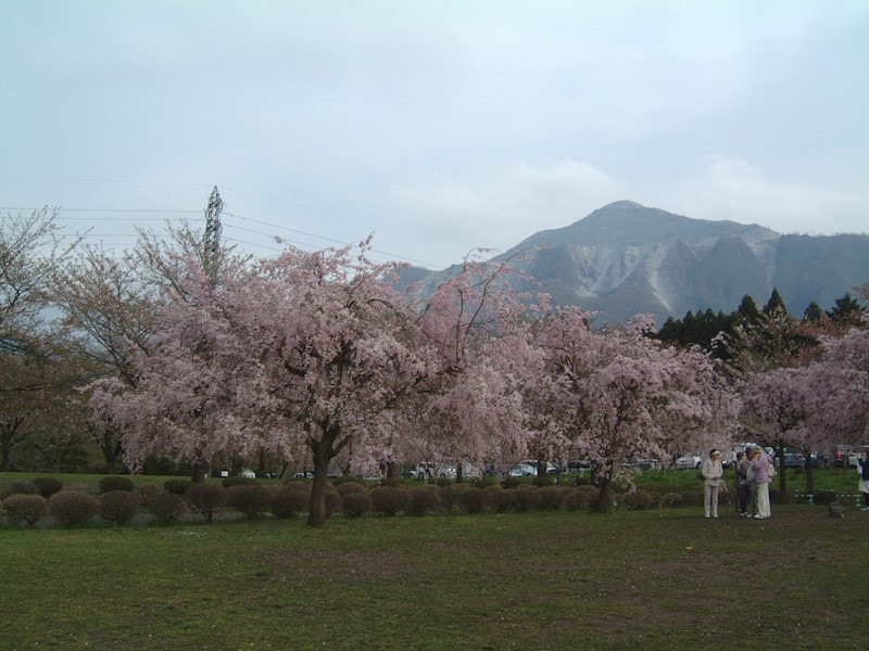 羊山公園のしだれ桜（2）