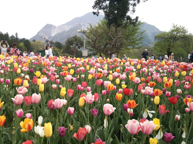 羊山公園のチューリップ