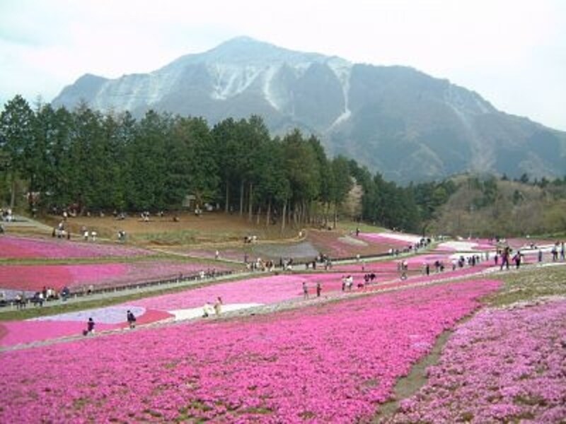 羊山公園の芝桜。秩父のシンボル、武甲山をバックに色とりどりの芝桜がじゅうたんを敷いたように広がっている