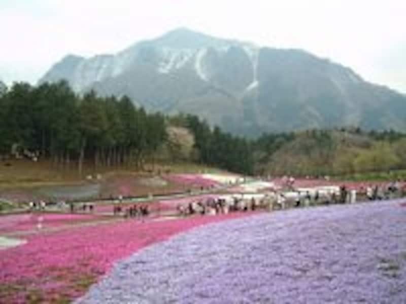 カラフルな芝桜の模様を楽しむ