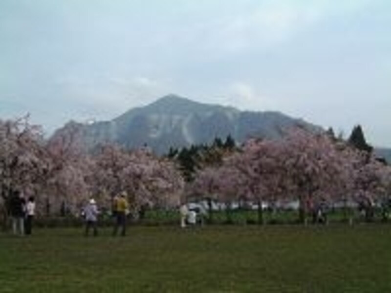 ソメイヨシノ、しだれ桜の名所でもある羊山公園（2007年4月20日撮影）