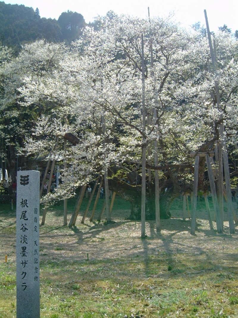根尾の薄墨桜(3)