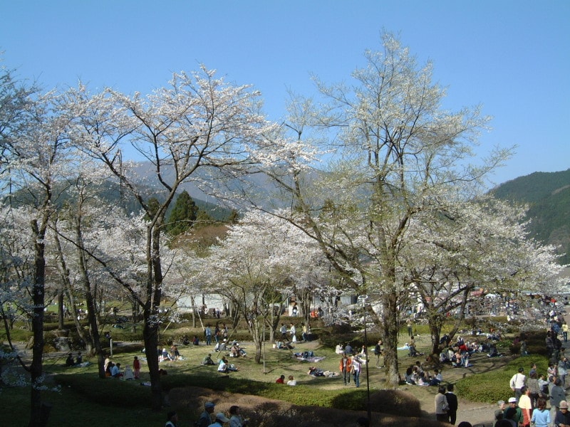 淡墨公園のソメイヨシノ(1)