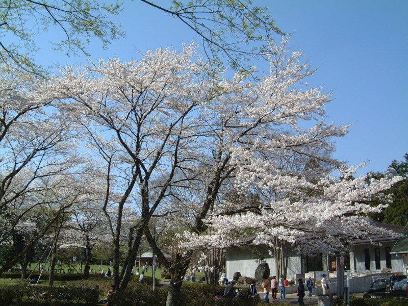 淡墨公園のソメイヨシノ（2）