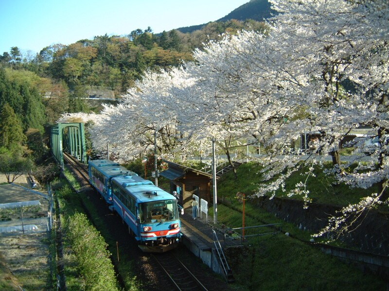 樽見鉄道 日向駅の桜と樽見鉄道の列車