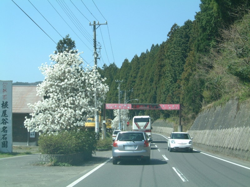 淡墨街道の渋滞