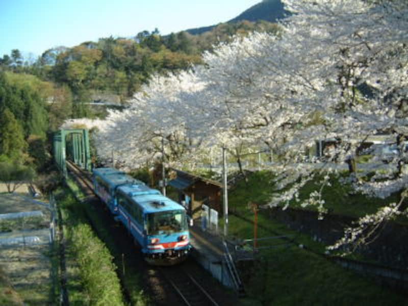 2 3 日本三大桜の一つ 根尾の淡墨桜へ 岐阜 名所 旧跡 All About