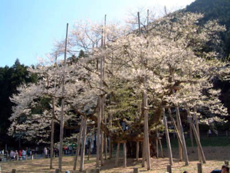 日本三大桜の一つ、根尾の淡墨桜へ【岐阜】 [名所・旧跡] All About