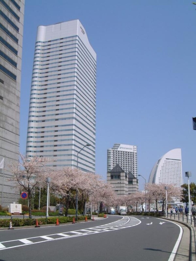みなとみらい・さくら通りの桜