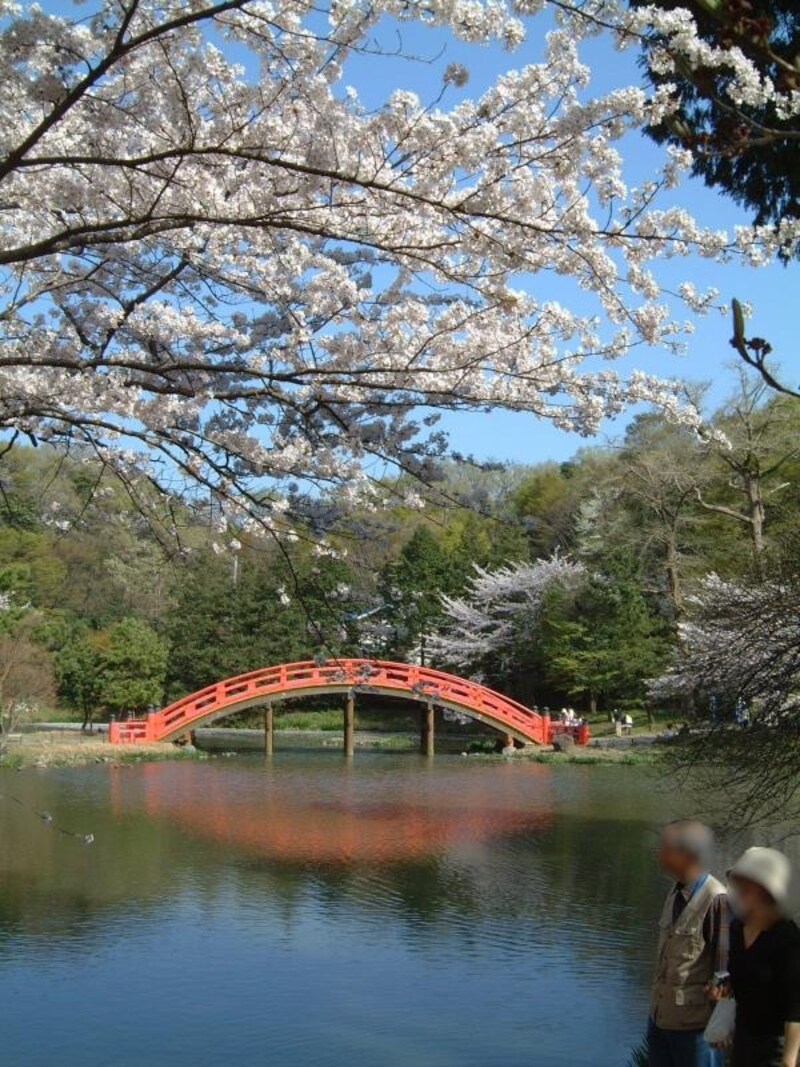 称名寺の桜