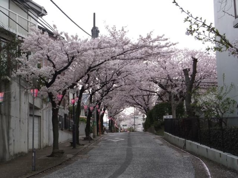 港南桜道の桜
