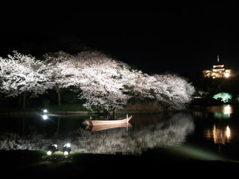 三渓園の夜桜