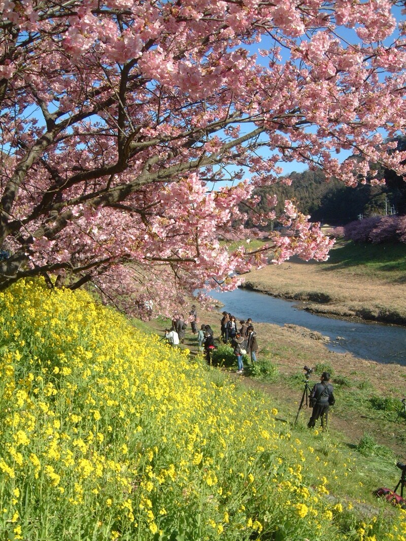 みなみの桜と菜の花まつり(3)