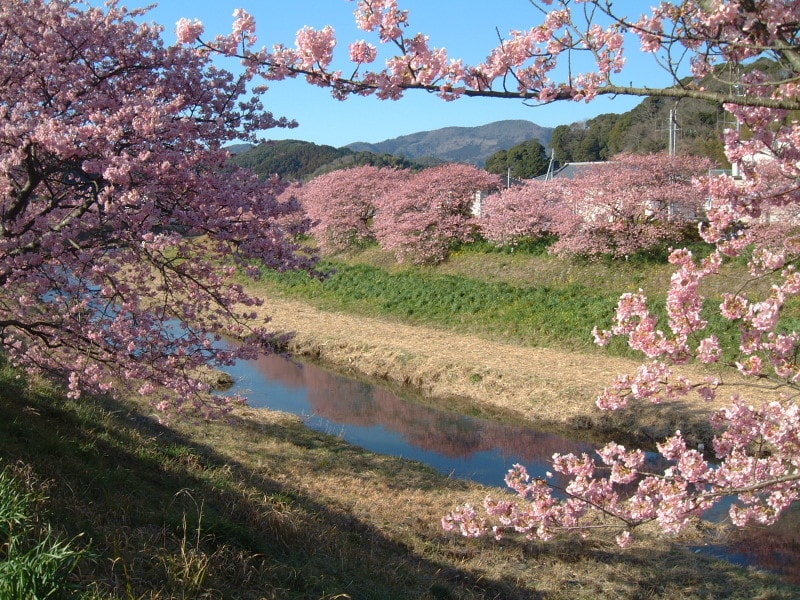 みなみの桜と菜の花まつり(4)/みなみの桜