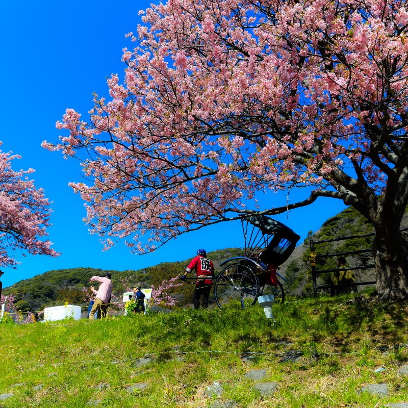 みなみの桜と菜の花まつり(7)/人力車