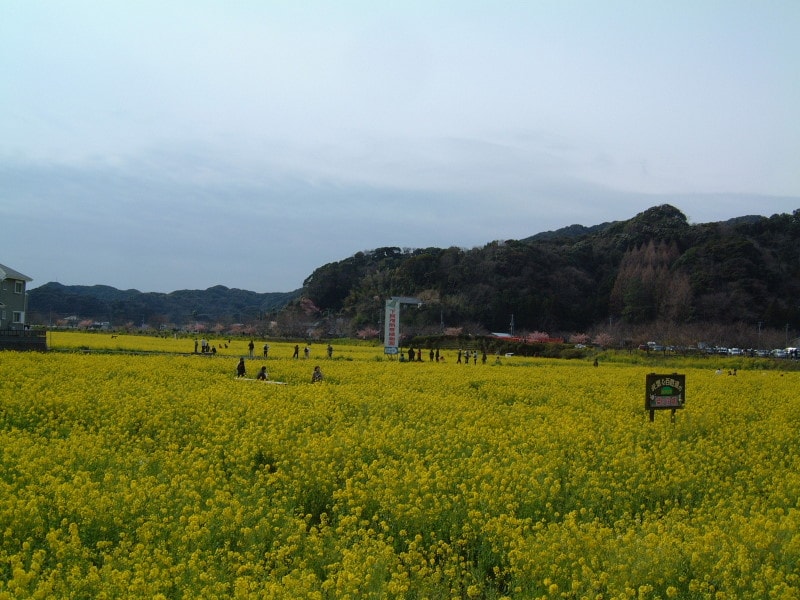 みなみの桜と菜の花まつり(8)/菜の花畑