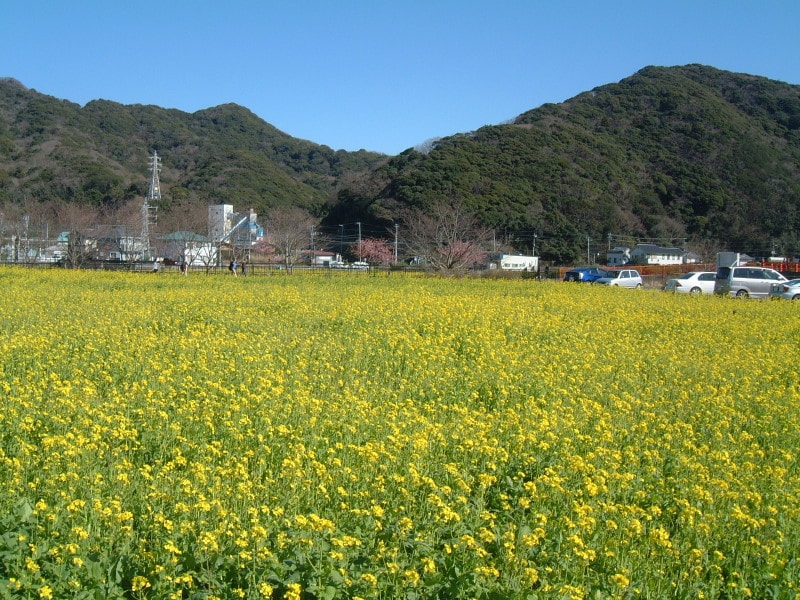 みなみの桜と菜の花まつり(9)/菜の花畑