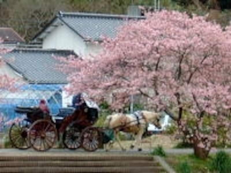 花馬車からお花見を楽しむこともできますよ(2005年2月26日撮影)