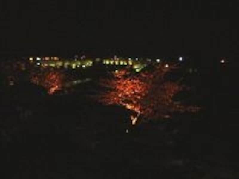 幻想的な下賀茂みなみの桜のライトアップ(2007年2月24日撮影)