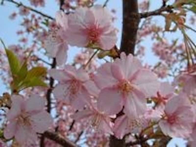 下賀茂では「みなみの桜」と呼ばれているカワヅザクラ(2007年2月25日撮影)