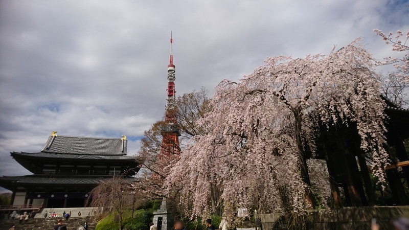 増上寺のしだれ桜（1）