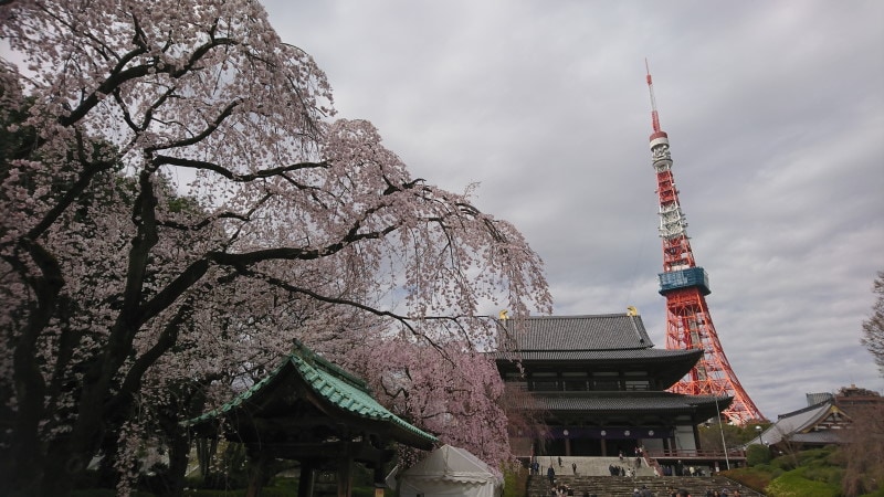 増上寺のしだれ桜(2)