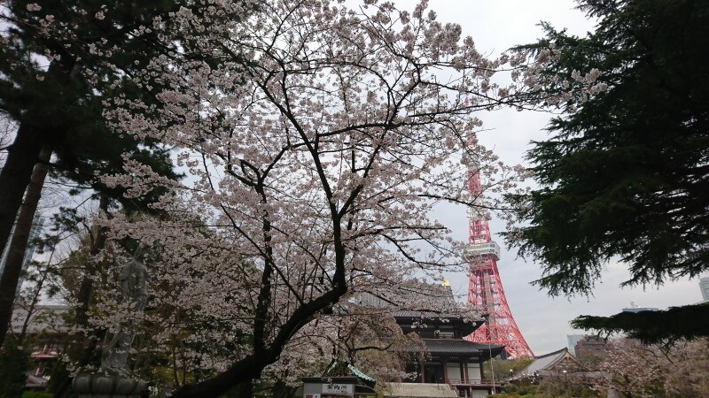 増上寺のしだれ桜(3)