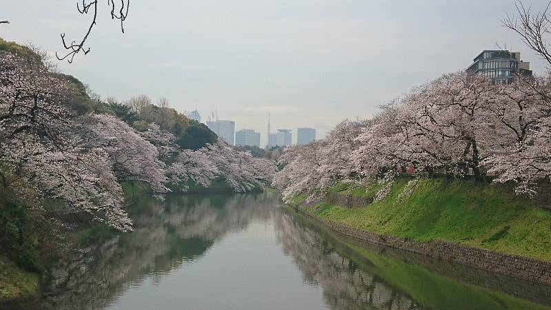 千鳥ヶ淵の桜(1)