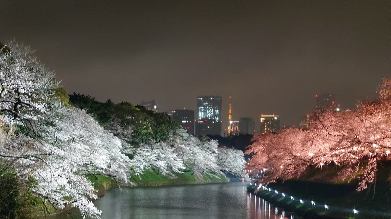 千鳥ヶ淵の桜(3)/ライトアップ