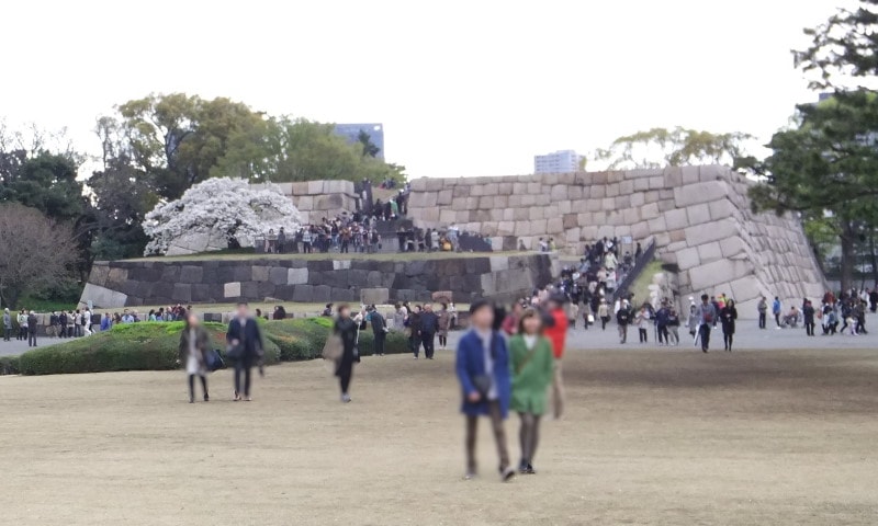 皇居東御苑の桜(1)/江戸城の天守台と桜